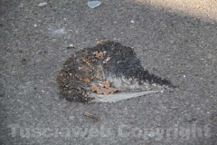 Tentato furto all\'Unieuro