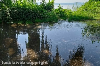 Montefiascone - Ex Cobalb, sversamenti sul lungolago