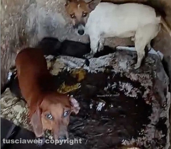 Viterbo - 31 cani sequestrati e salvati dalla Asl e dalla polizia locale