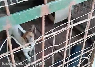Viterbo - 31 cani sequestrati e salvati dalla Asl e dalla polizia locale