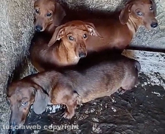 Viterbo - 31 cani sequestrati e salvati dalla Asl e dalla polizia locale