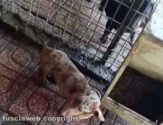 Viterbo - 31 cani sequestrati e salvati dalla Asl e dalla polizia locale