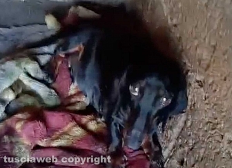 Viterbo - 31 cani sequestrati e salvati dalla Asl e dalla polizia locale