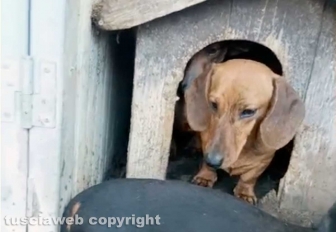 Viterbo - 31 cani sequestrati e salvati dalla Asl e dalla polizia locale