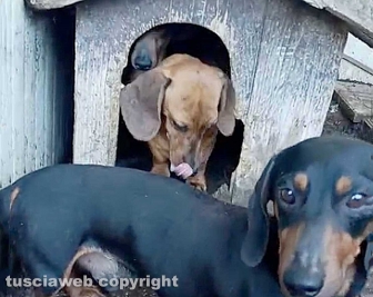 Viterbo - 31 cani sequestrati e salvati dalla Asl e dalla polizia locale