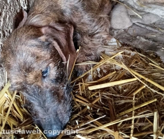 Viterbo - 31 cani sequestrati e salvati dalla Asl e dalla polizia locale - Un animale morto