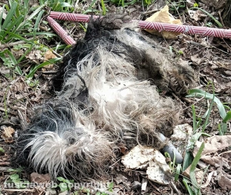 Viterbo - 31 cani sequestrati e salvati dalla Asl e dalla polizia locale - Un animale morto
