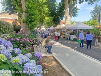 Festa delle ortensie