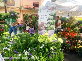 Festa delle ortensie