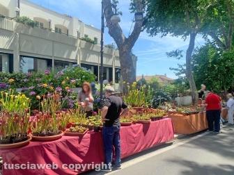 Festa delle ortensie