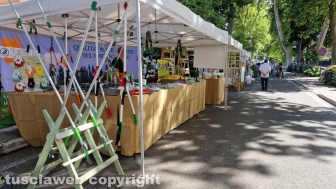 Bolsena - Festa delle ortensie