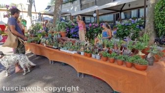 Bolsena - Festa delle ortensie