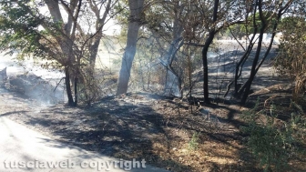 Montalto di Castro - Fiamme lungo la ferrovia
