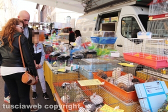 Viterbo - Fiera dell'Annunziata