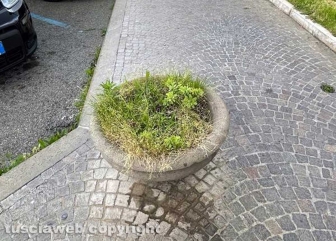 Viterbo - Piazza della Rocca - La civilissima tradizione di far crescere erbacce nelle sporche fioriere cittadine