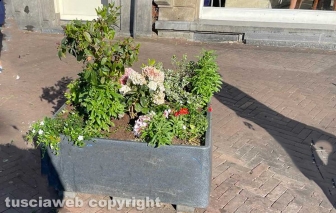 Amsterdam - La barbara tradizione olandese di mettere fiori nelle linde fioriere