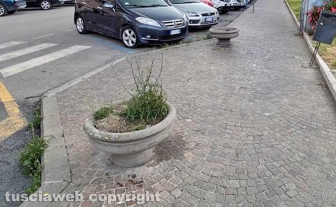 Viterbo - Piazza della Rocca - La civilissima tradizione di far crescere erbacce nelle sporche fioriere cittadine