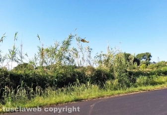 Marta - Frontale sulla Verentana