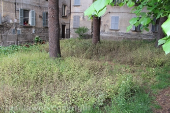 Giardino viale Capocci nel degrado - Incontro con Michelini