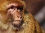 Gli animali più belli del mondo