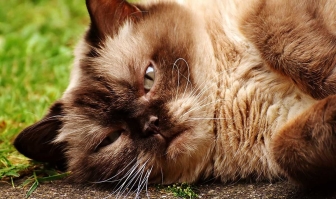 Gli animali più belli del mondo