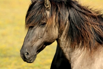Gli animali più belli del mondo