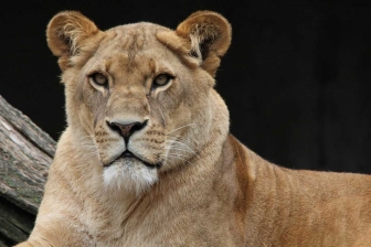 Gli animali più belli del mondo