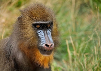 Gli animali più belli del mondo