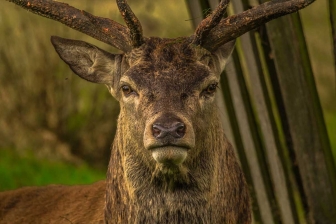 Gli animali più belli del mondo