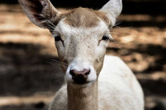 Gli animali più belli del mondo