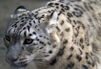 Gli animali più belli del mondo