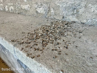 Gli antichi lavatoi