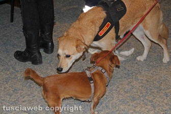 Gruppo cinofilo protezione civile Viterbo Tuscia