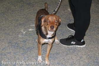 Gruppo cinofilo protezione civile Viterbo Tuscia