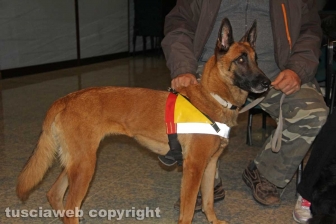 Gruppo cinofilo protezione civile Viterbo Tuscia