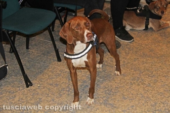Gruppo cinofilo protezione civile Viterbo Tuscia