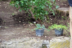 Guerrilla gardening a porta della Verità