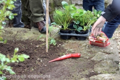 Guerrilla gardening a porta della Verità