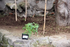 Guerrilla gardening a porta della Verità