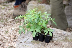 Guerrilla gardening a porta della Verità