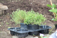 Guerrilla gardening a porta della Verità
