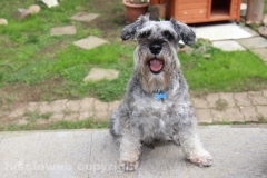 Otto, il cane della famiglia Chiodo