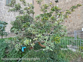 I bagni pubblici di piazza della Rocca