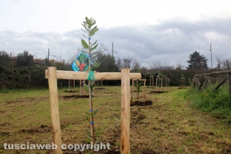 I boschi urbani di Viterbo
