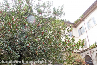I chiostri e il santuario della Madonna della Quercia