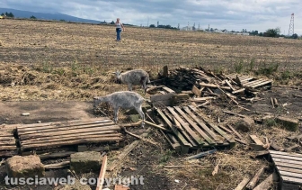 Maltempo - Tromba d'aria - I danni in zona Rinaldone - Animali morti e feriti