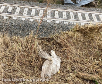 Maltempo - Tromba d'aria - I danni in zona Rinaldone - Animali morti e feriti
