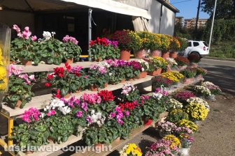 I fiori dei chioschi al cimitero San Lazzaro
