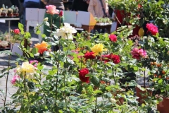 Tornano i fiori a San Pellegrino