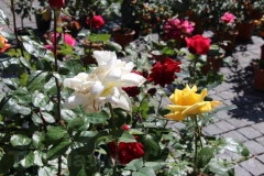 Tornano i fiori a San Pellegrino